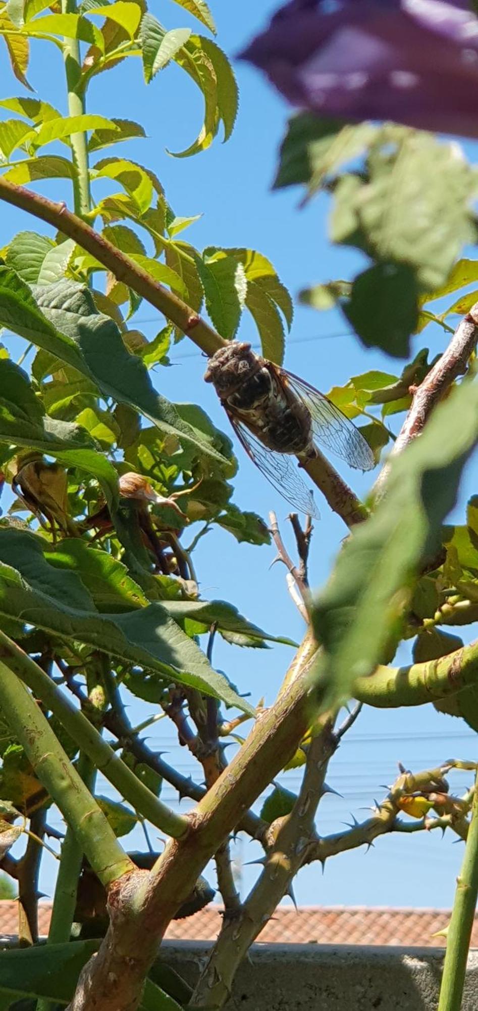 Gite " La Petite Compsoise " Comps  Esterno foto
